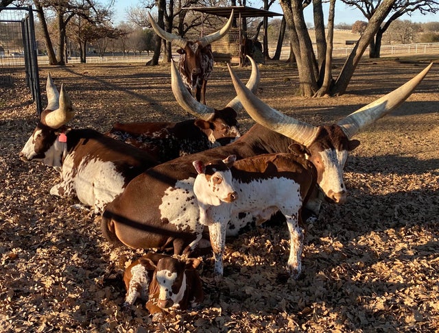 A pack of bulls in autumn nature standing as if their posing for an indie rock band photo